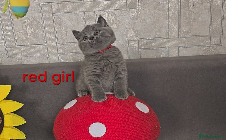 British Shorthair cats - Advert 1