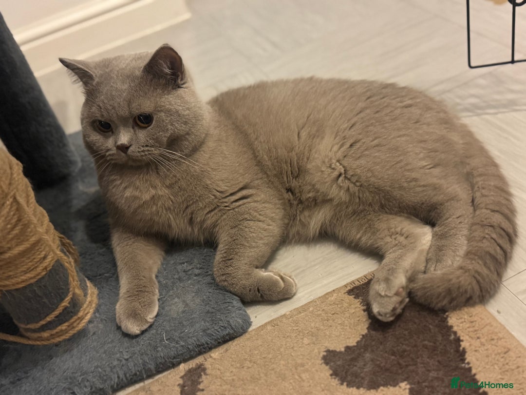 British Shorthair cats for sale: British shorthair Cats  - Advert 6