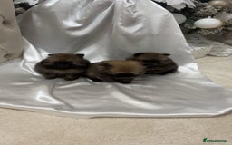Pomeranian dogs for sale: Tiny Pomeranian puppys - Image 2