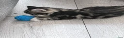 Mixed Breed cats for sale: Mixed breed kittens  - Advert 16