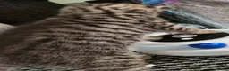 Scottish Fold cats for sale: 1 lovely Scottish Fold kitten for sale - Advert 3