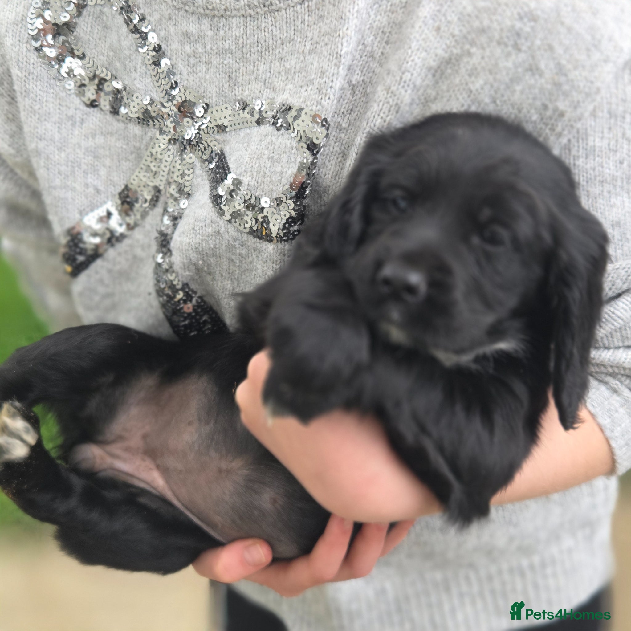 Cocker Spaniel dogs Cocker Spaniel Puppies - Advert 7