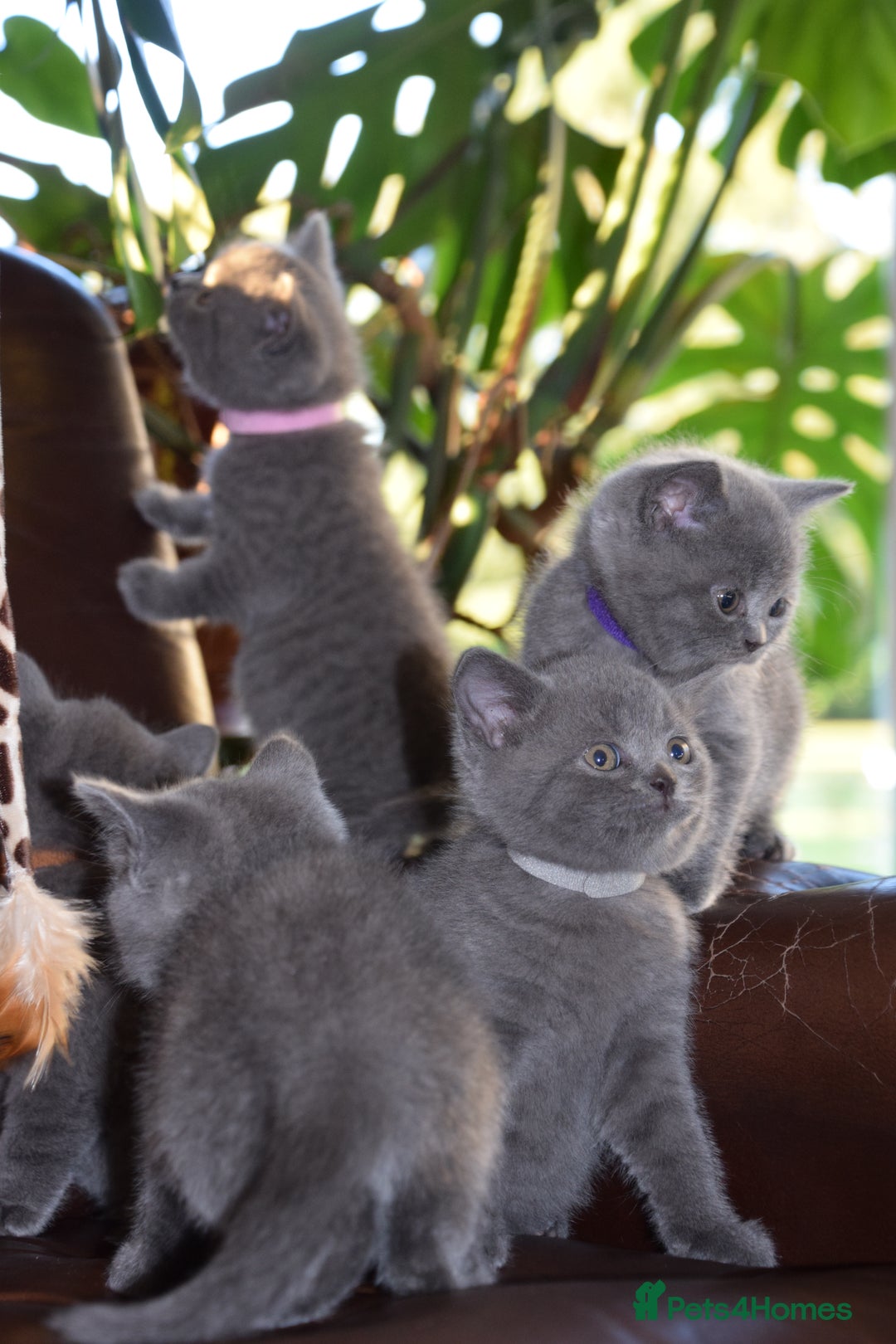 British Shorthair cats for sale: BSH Blue kittens, 3xgirls 3xboys - Image 19