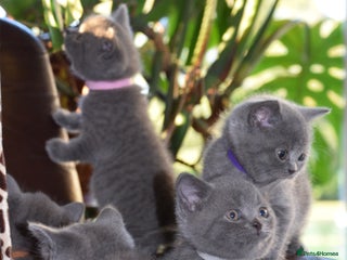 British Shorthair cats - Advert 18
