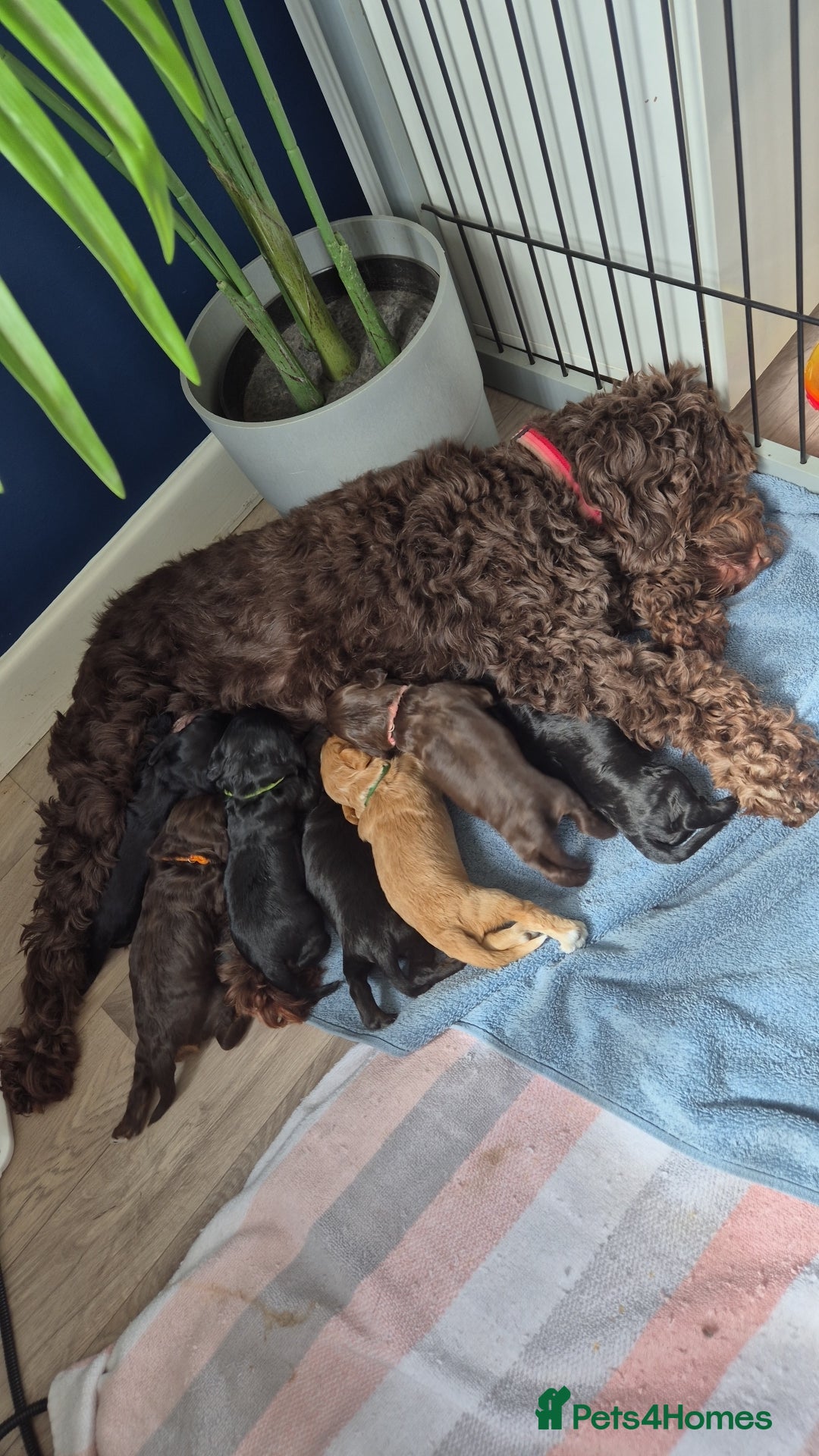 Cockapoo dogs for sale: 1 beautiful f1b girl cockapoo ready now  - Image 4