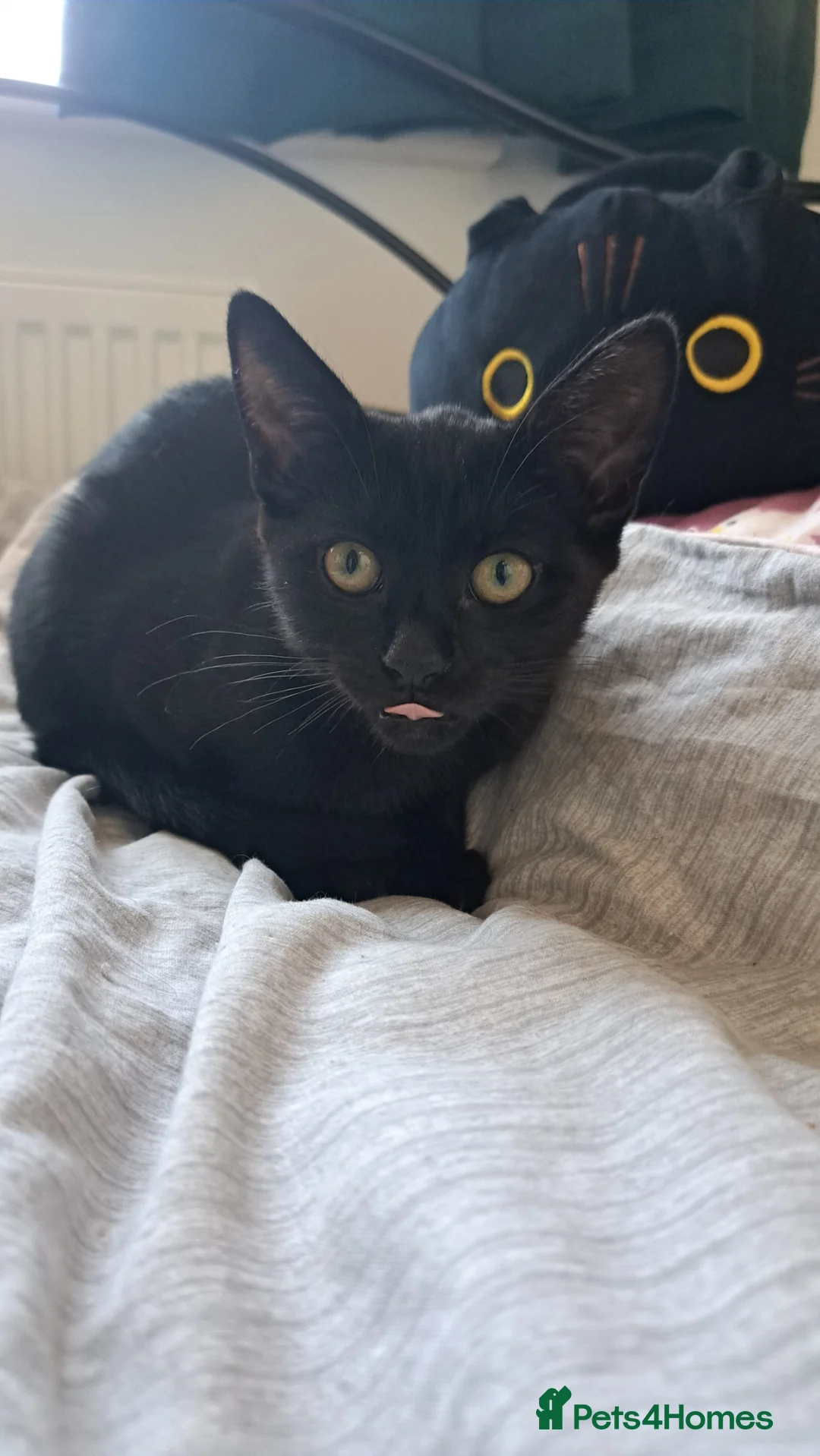 Mixed Breed cats for sale: Playful kittens in Wrexham - Advert 8