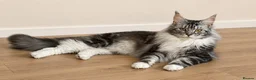 Maine Coon cats for sale: XL MAINE COON EUROPEAN LINES! Ready now!  - Advert 8