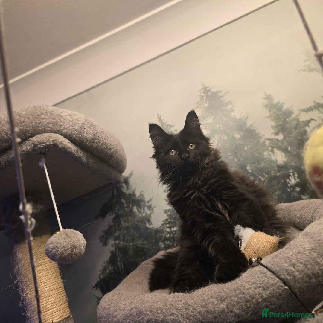 Maine Coon cats for sale: Last gorgeous Maine Coon  - Advert 16