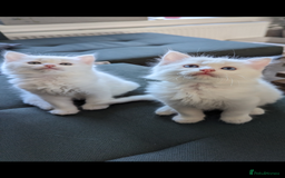 Ragdoll cats for sale: Ragdoll kittens - Advert 16