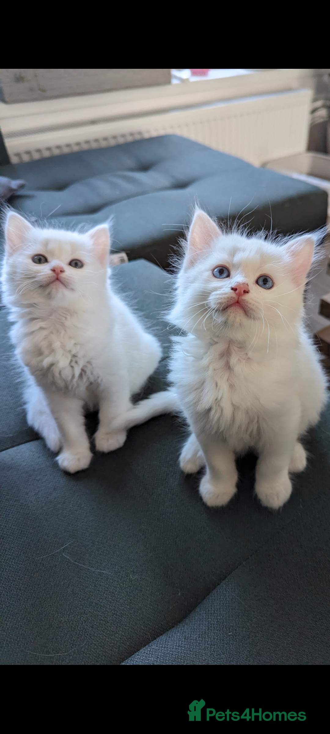 Ragdoll cats for sale: Ragdoll kittens - Advert 16