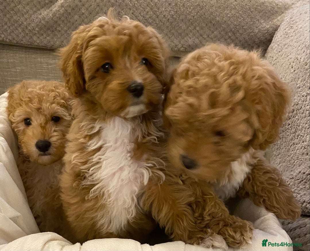 Cavapoo dogs for sale: RED & WHITE CAVAPOO PUPPIES TOP QUALITY BREEDER - Advert 7