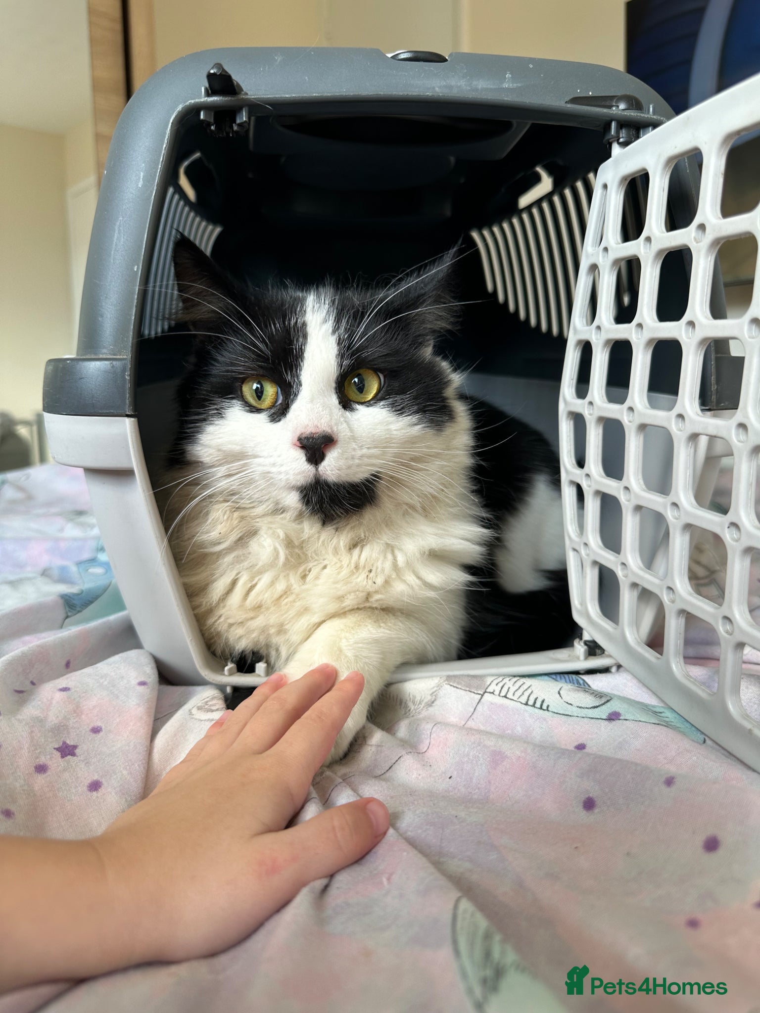 Mixed Breed cats 11 month male - Advert 1