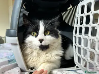 Mixed Breed cats 11 month male - Advert 1