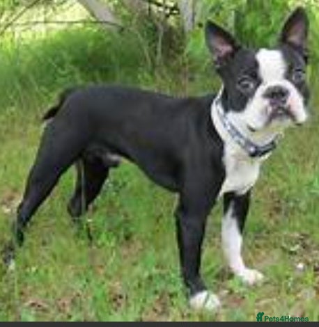 Boston Terrier dogs Kc Boston Terrier Stud high Quality - Advert 1