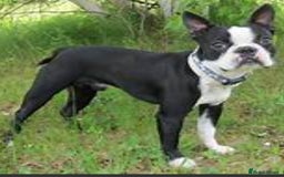 Boston Terrier dogs for stud: Kc Boston Terrier Stud high Quality - Image 1