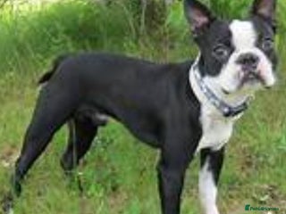 Boston Terrier dogs Kc Boston Terrier Stud high Quality - Advert 2