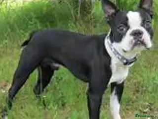 Boston Terrier dogs Kc Boston Terrier Stud high Quality - Advert 1