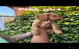 Cocker Spaniel dogs for sale: READY TO GO.. beautiful cocker spaniel puppies - Image 13