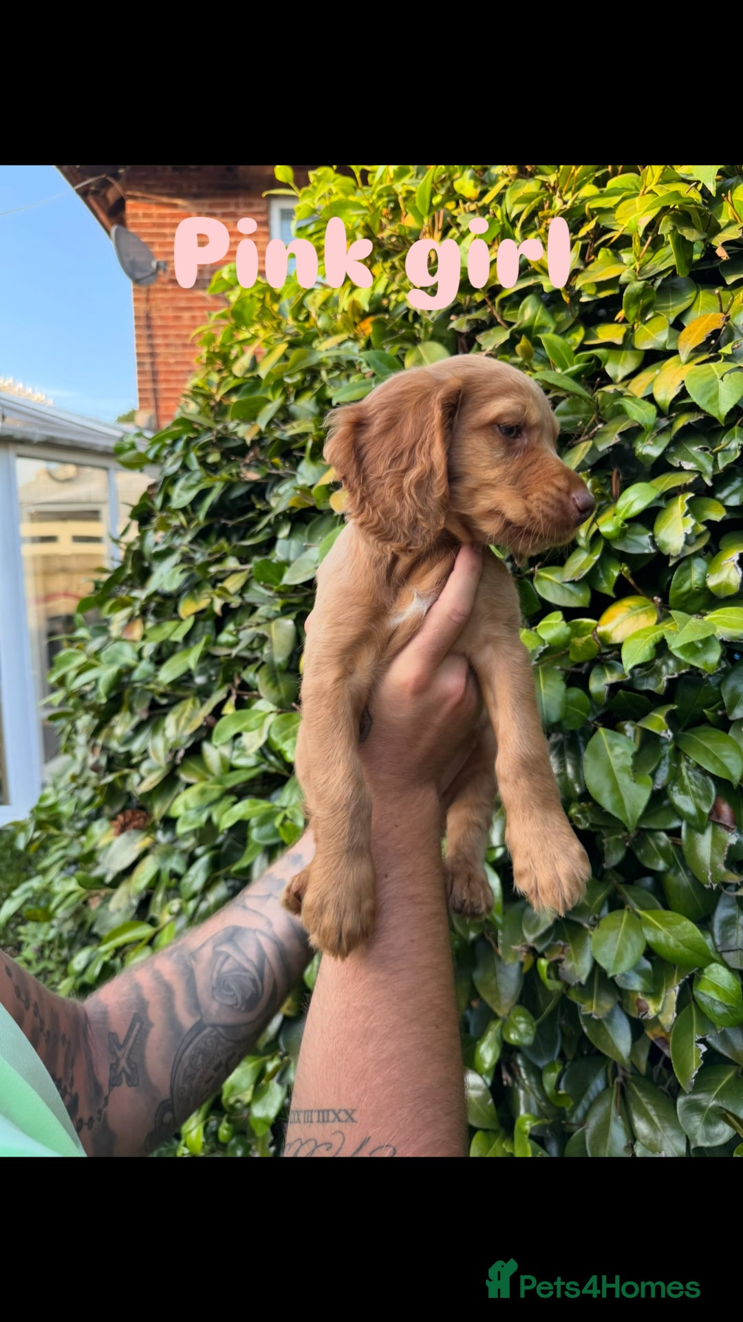Cocker Spaniel dogs for sale: READY TO GO.. beautiful cocker spaniel puppies - Image 13