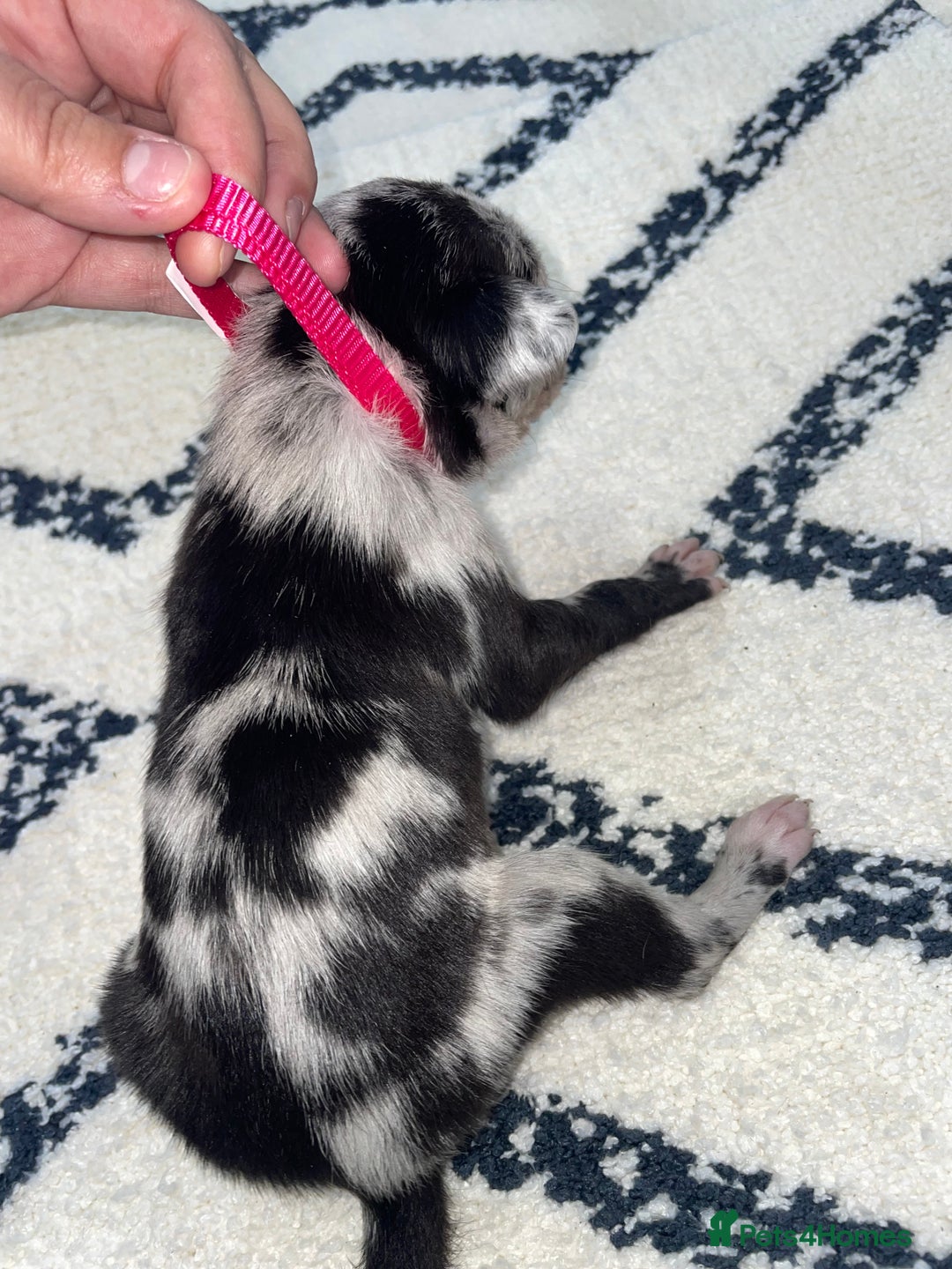 Whippet dogs for sale: Collie X whippet X whippet  - Image 8