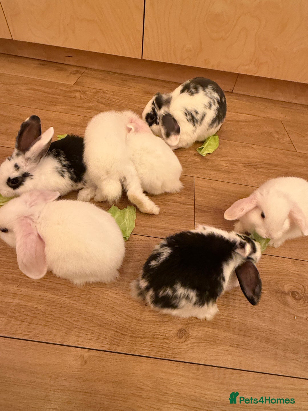 Mini Lop rabbits for sale: White. Blue eyed bunny. Ready to go.  - Image 6