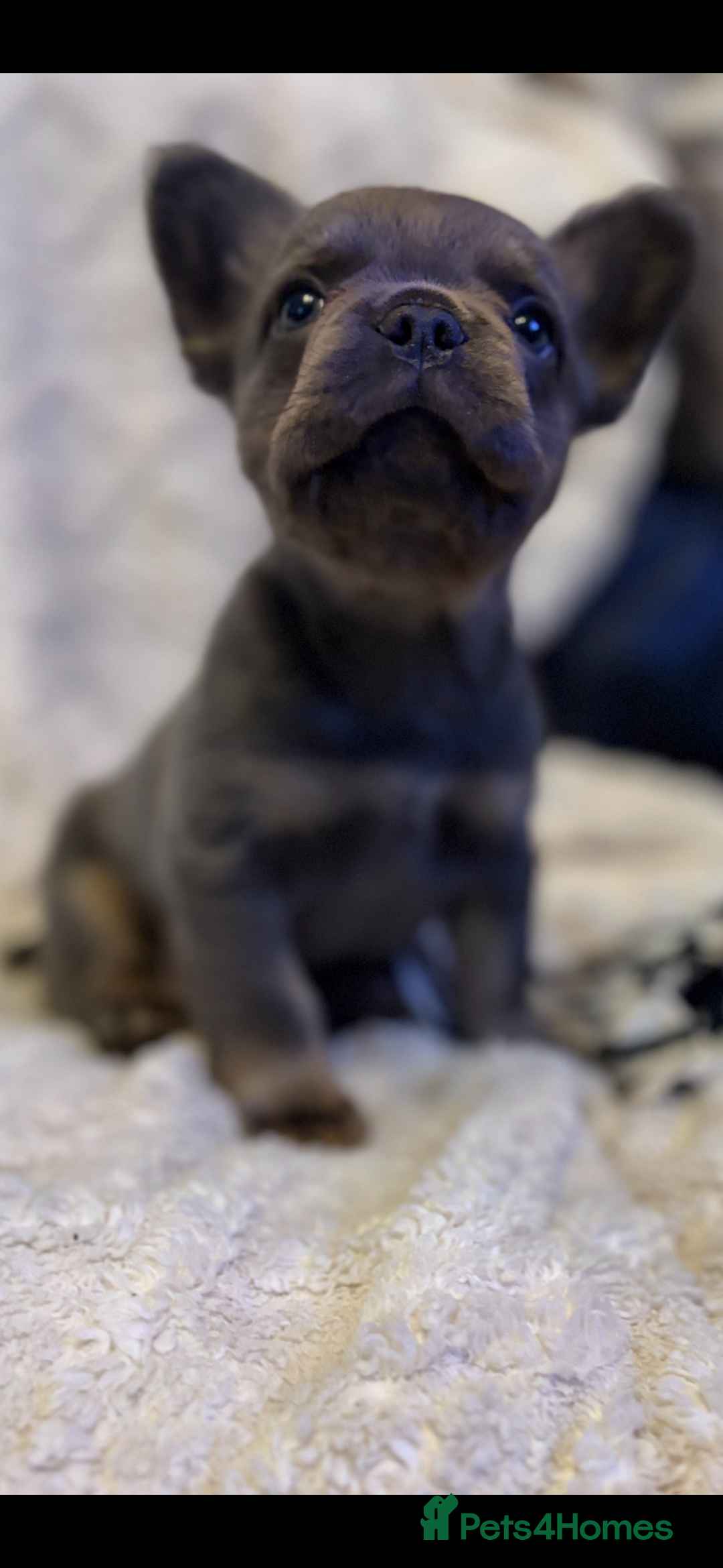 French Bulldog dogs for sale: Fluffy French Bulldog - Advert 8