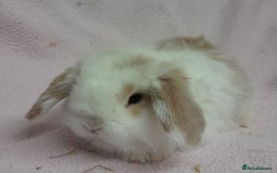 Mini Lop rabbits for sale: Mini Lops- vaccinated with new vaccine in Ashford - Image 12