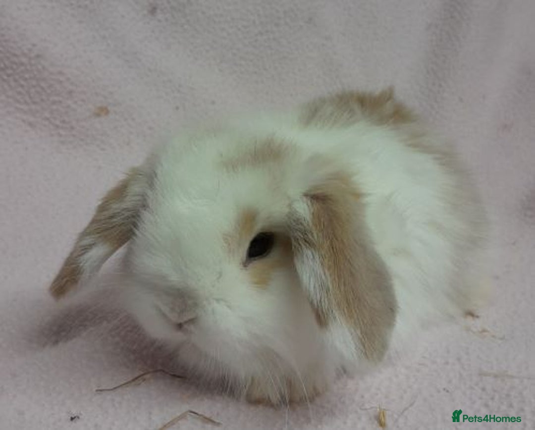 Mini Lop rabbits for sale: Mini Lops- vaccinated with new vaccine in Ashford - Image 12
