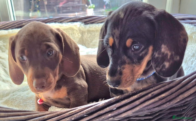 Miniature Dachshund dogs - Advert 2