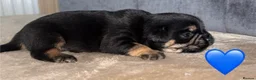 Frug dogs for sale: 6 beautiful Frug Puppies  - Advert 6