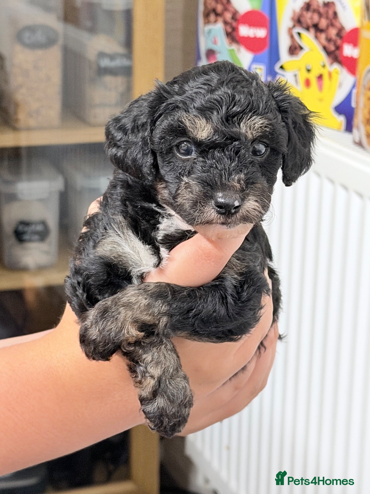 Mixed Breed dogs Havanese x Poochon mix pups - Advert 2