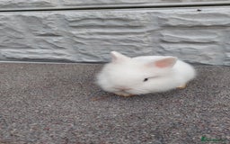Lionhead rabbits for sale: Wonderful bunnies 07405173733  - Image 13