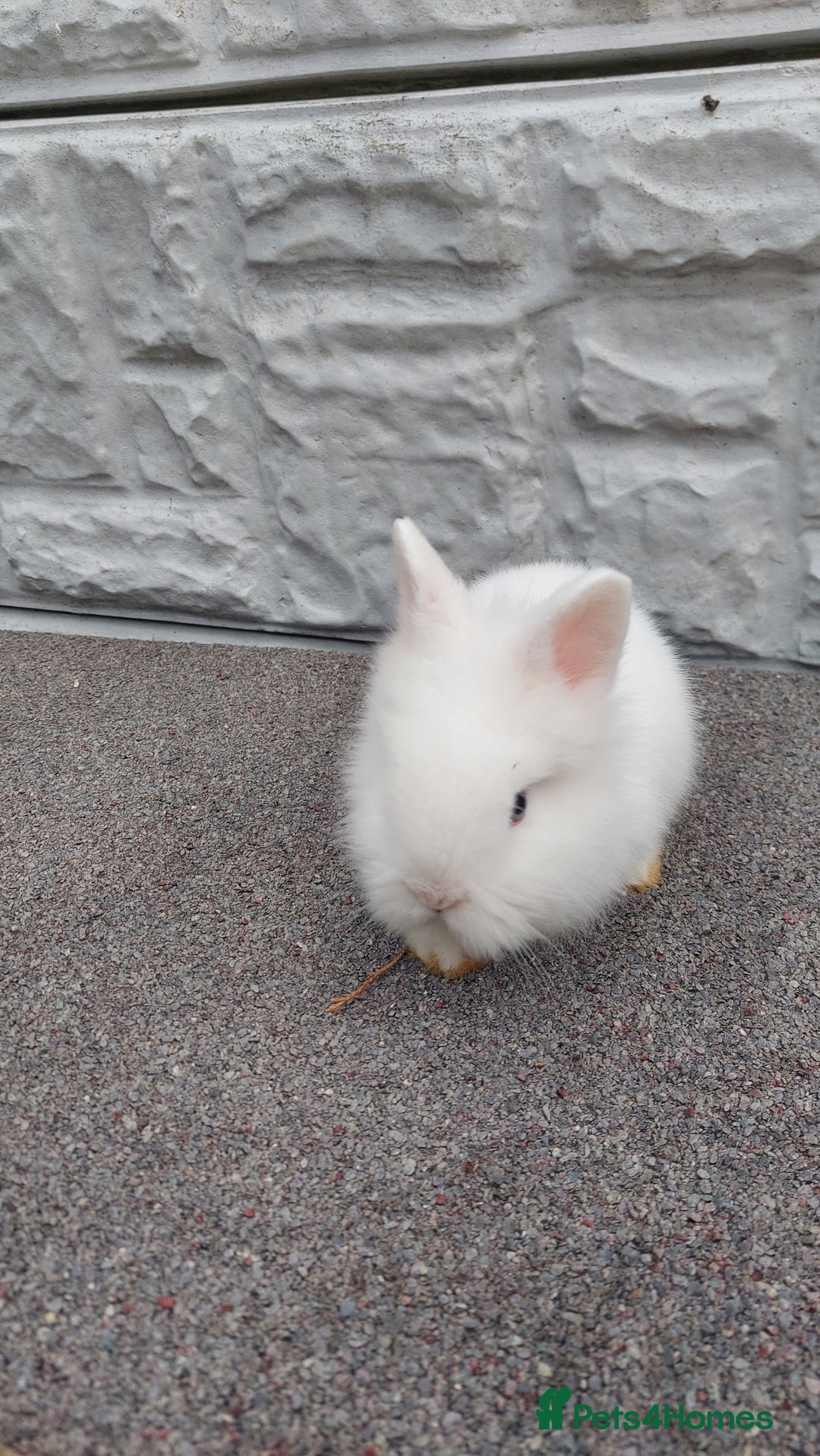 Lionhead rabbits for sale: Wonderful bunnies 07405173733  - Image 13