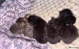 British Shorthair cats for sale: 5 British short hair kittens  - Image 13