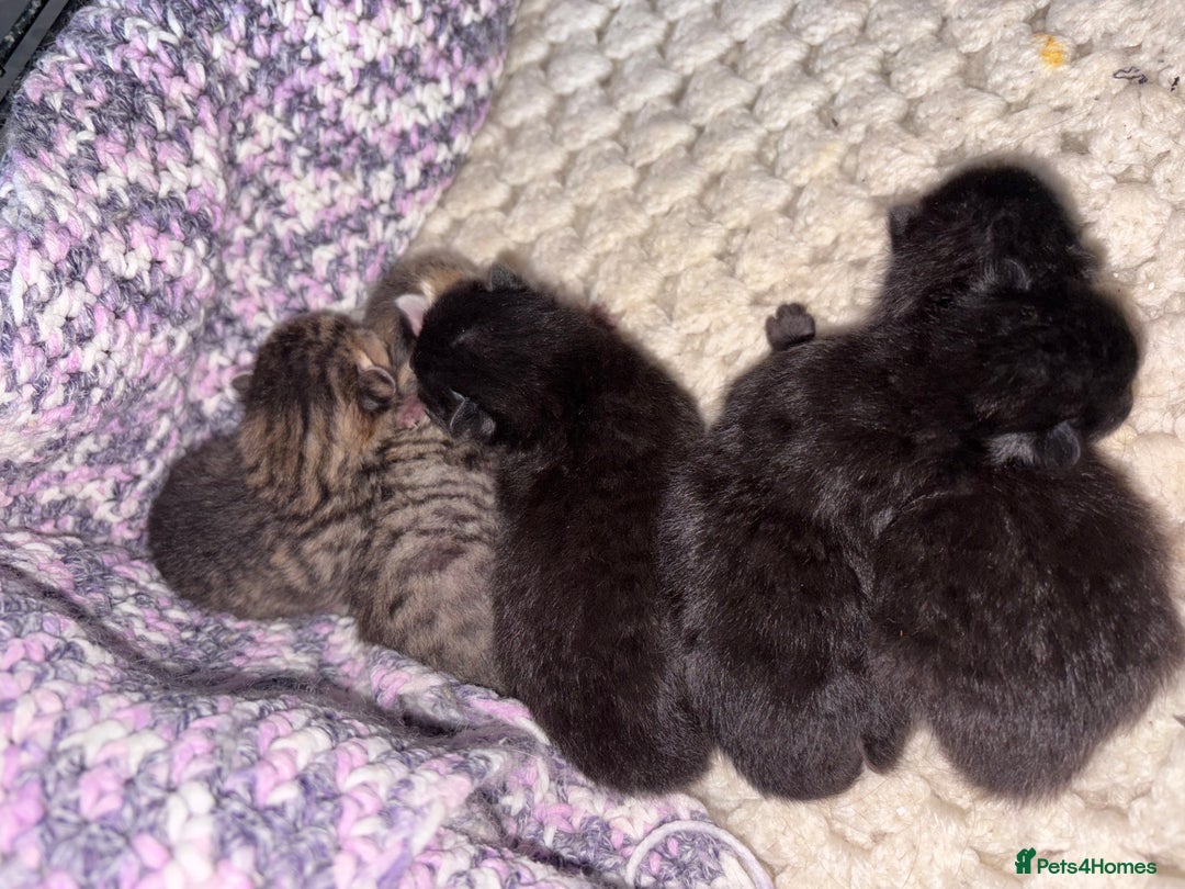 British Shorthair cats for sale: 5 British short hair kittens  - Image 13