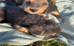 Mixed Breed dogs for sale: Foxypoo puppies for sale  - Image 6