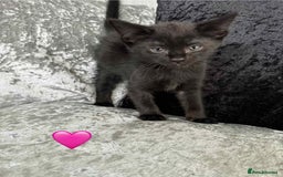 Mixed Breed cats for sale: Cute Kittens (all available) 5 female and 4 male - Image 6