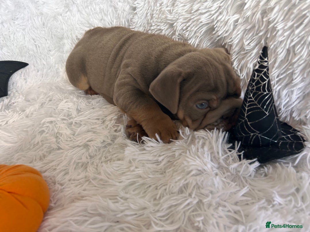English Bulldog dogs for sale: Outstanding English bulldogs  - Image 8