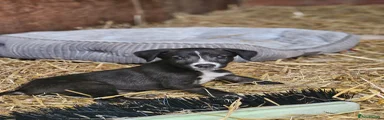 Lurcher Puppy 5