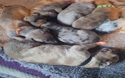 Lurcher dogs for sale: Saluki Lurcher  - Image 32