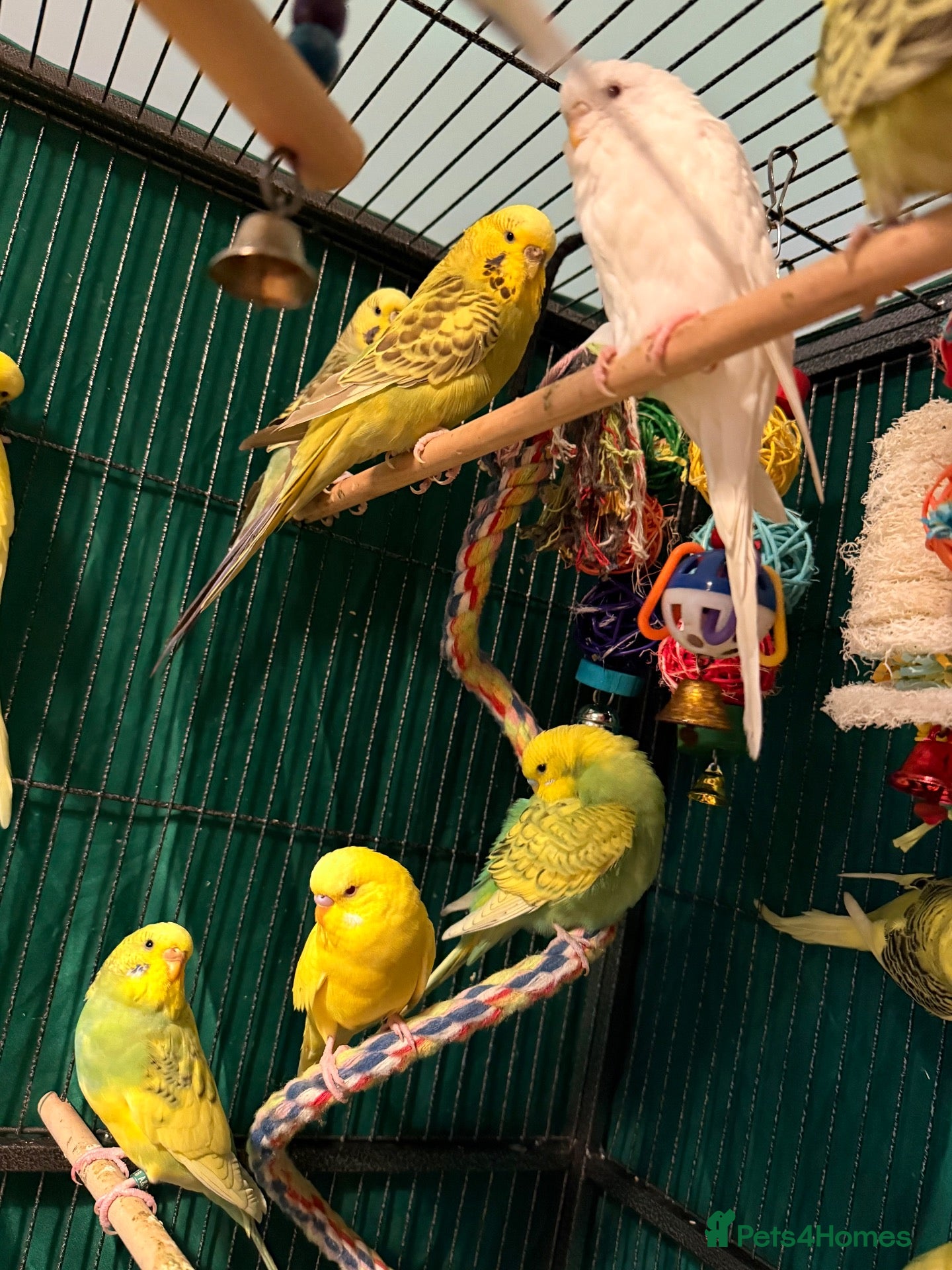 Budgerigars birds 1. Beautiful Baby Budgies male & female - Advert 1