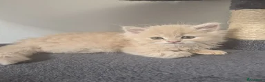 Siberian 1