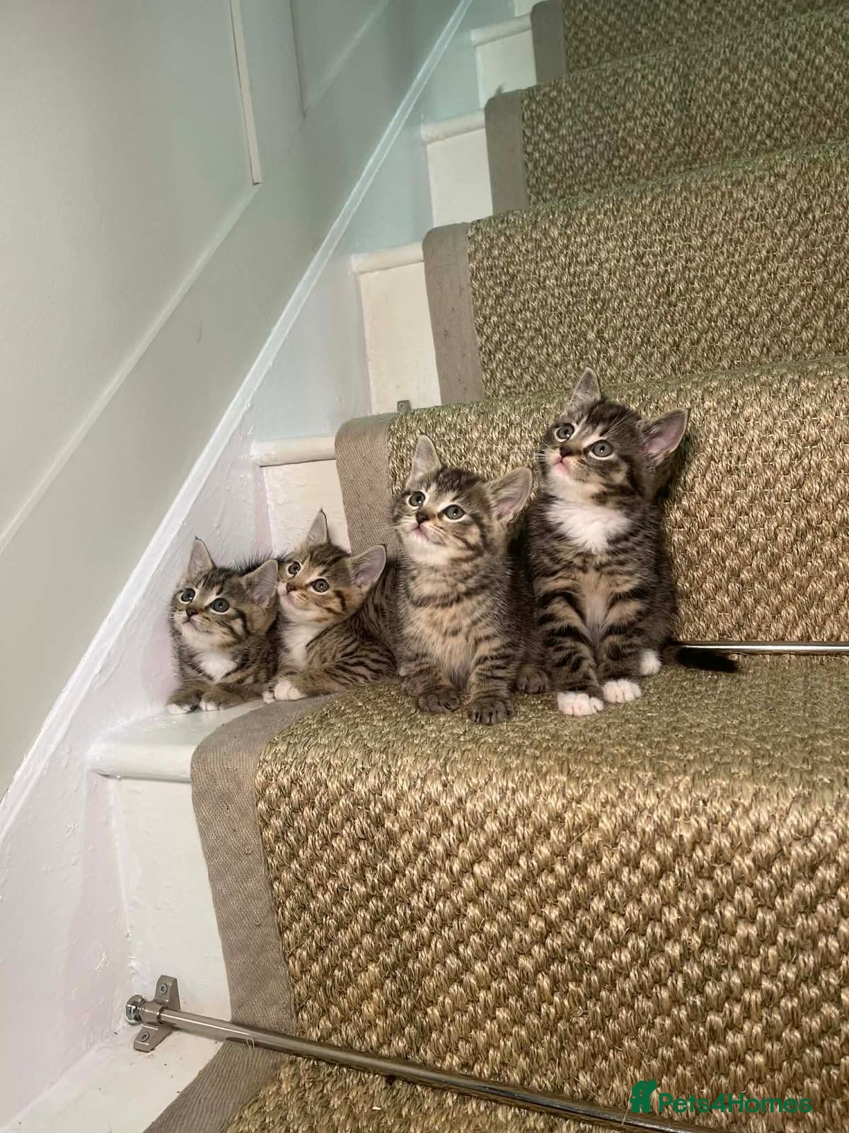 Mixed Breed cats 5 Tabby kittens Available now  - Advert 1