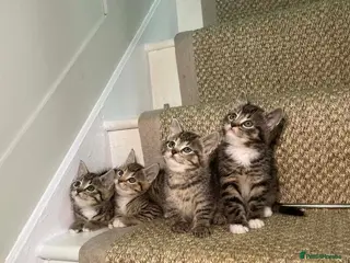 Mixed Breed cats 5 Tabby kittens Available now - Advert 1