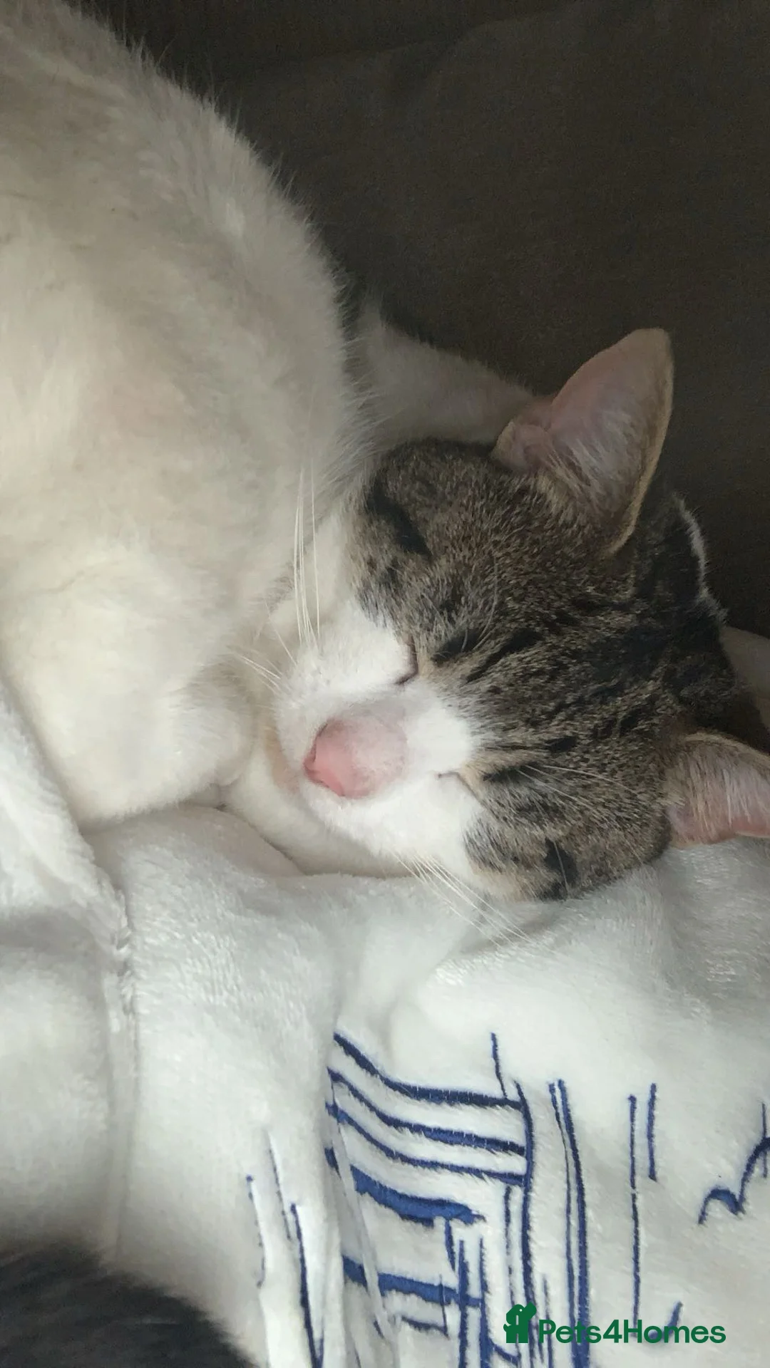 Mixed Breed cats for sale: Male cat in Birmingham - Advert 6