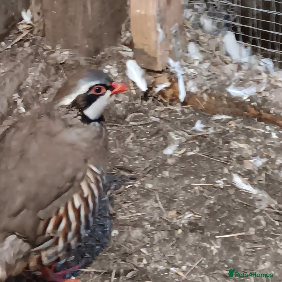 Pigeons birds for sale: Pigeons - Advert 9