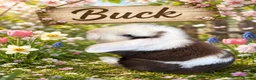Mini Lop rabbits for sale: 1 Chocolate and White Buck - Advert 1