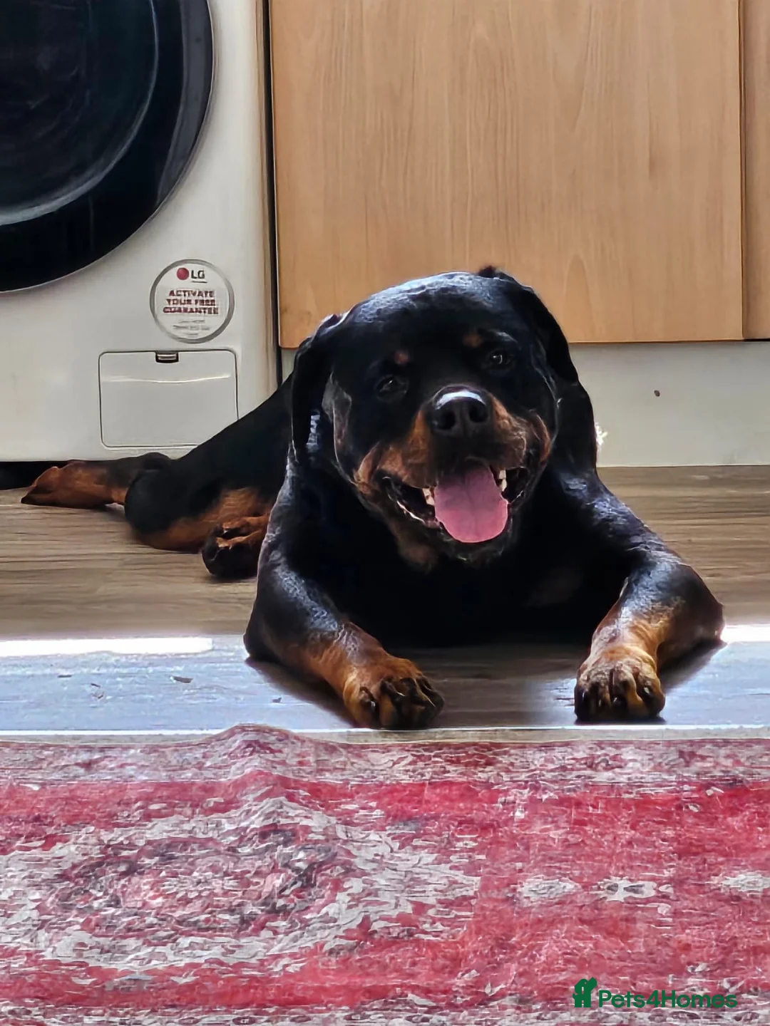 Rottweiler dogs for sale: Chunky Rottweiler puppies  - Advert 10