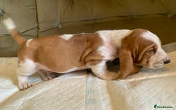 Basset Hound dogs for sale: Basset Hound Puppies - Image 18