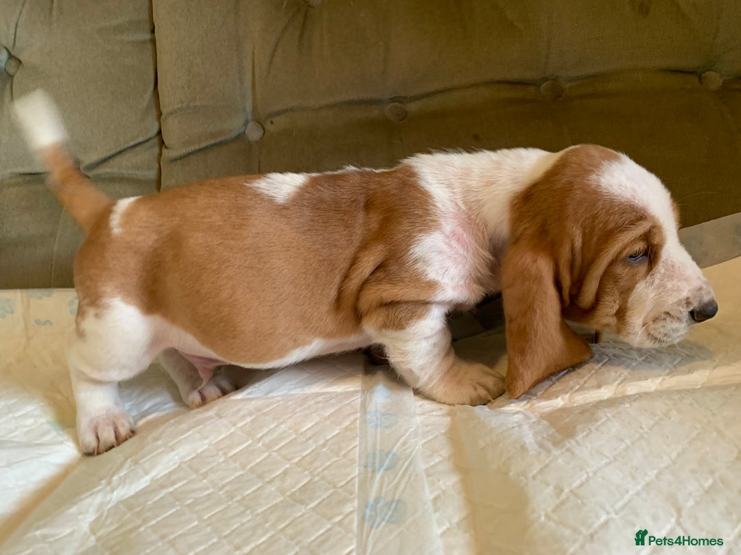 Basset Hound dogs for sale: Basset Hound Puppies - Image 18